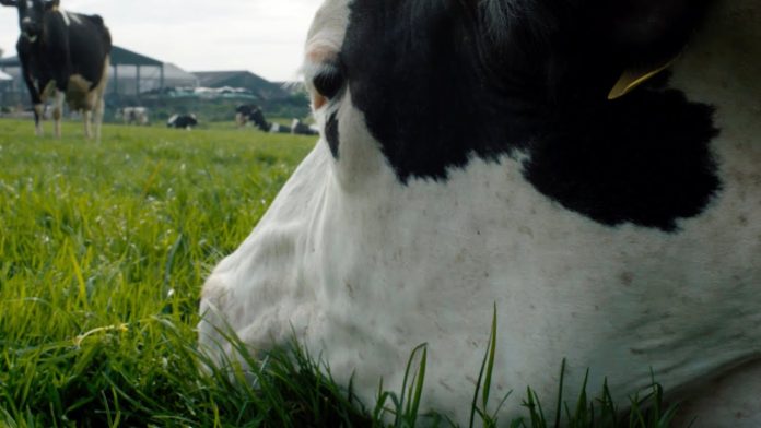 Cow il documentario di Andrea Arnold candidato agli Oscar